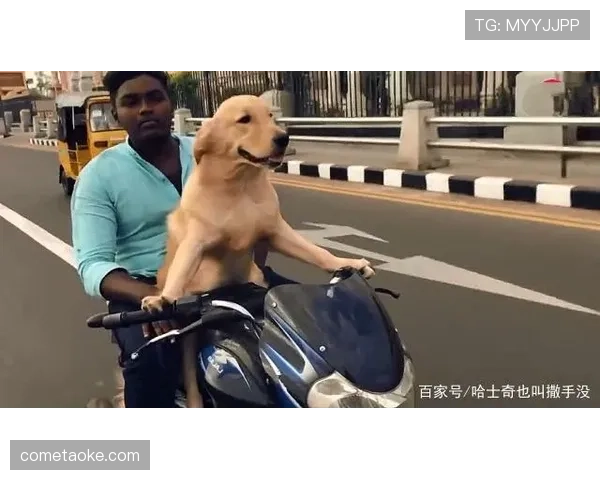 杰拉德·皮克的狗项圈居然比我车还贵